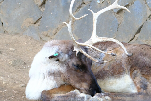 トナカイの速さは時速何キロ？意外と速い！