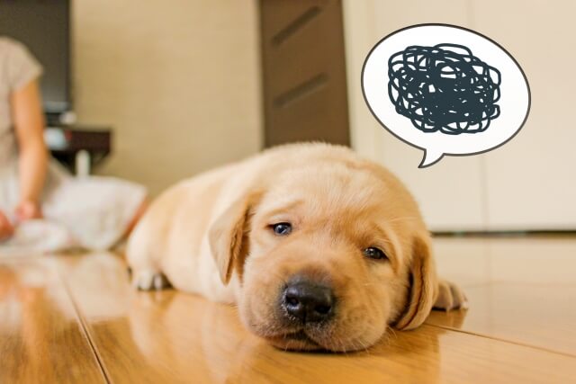 一人暮らしでペットを飼いたいけど旅行や帰省はどうすればいい なるほどバンク 趣味ペット