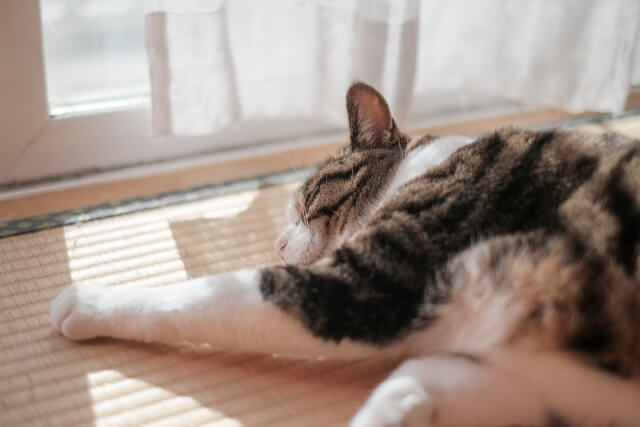 一人暮らしでペットを飼うなら臭わないペットがいい　おすすめのペット